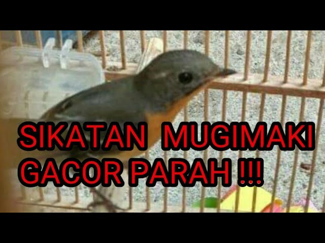 SUARA BURUNG SIKATAN MUGIMAKI class=