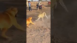 Leopard vs Dog vs Cat — Slip Bark & Total Mayhem in One Wild Daylight Clash! #cat #catshorts #shorts