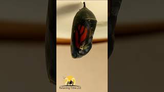 Most Beautiful Remy (monarch caterpillar) variable speed time-lapse Net Worth