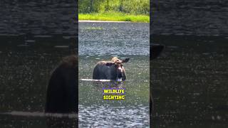 First Wildlife Sighting On The Dalton Highway #Freeinmyrv #Rvtravel #Rvvlog ##Roadtrip #Alaska