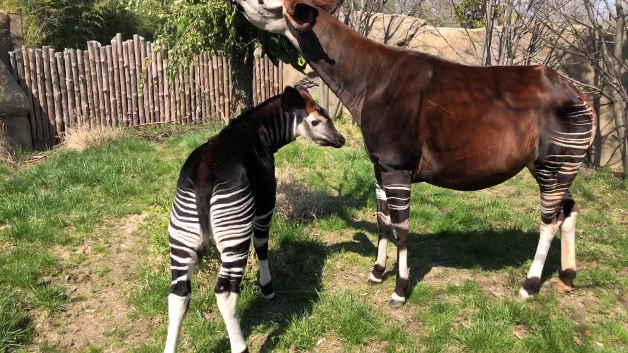 Home Safari Okapi Cincinnati Zoo YouTube