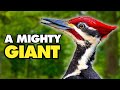 The Majestic Pileated Woodpecker Nature S Powerhouse