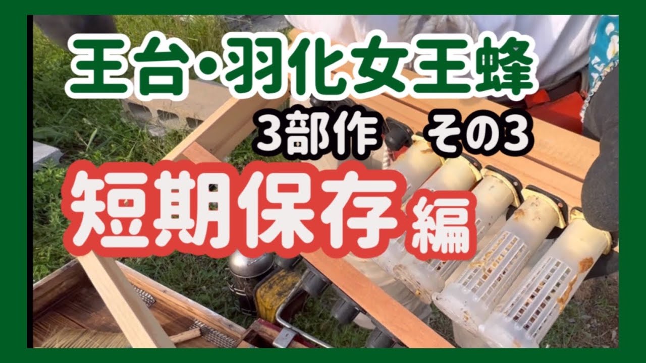[王台・羽化女王蜂　活用の仕方３部作　その３短期保存] 分蜂防止のときに見つけた「立派な王台・羽化女王蜂」短期保存して活かそう　　＃養蜂＃ミツバチ＃王台