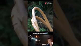 Pesona Kerajinan Tangan Dari Rotan