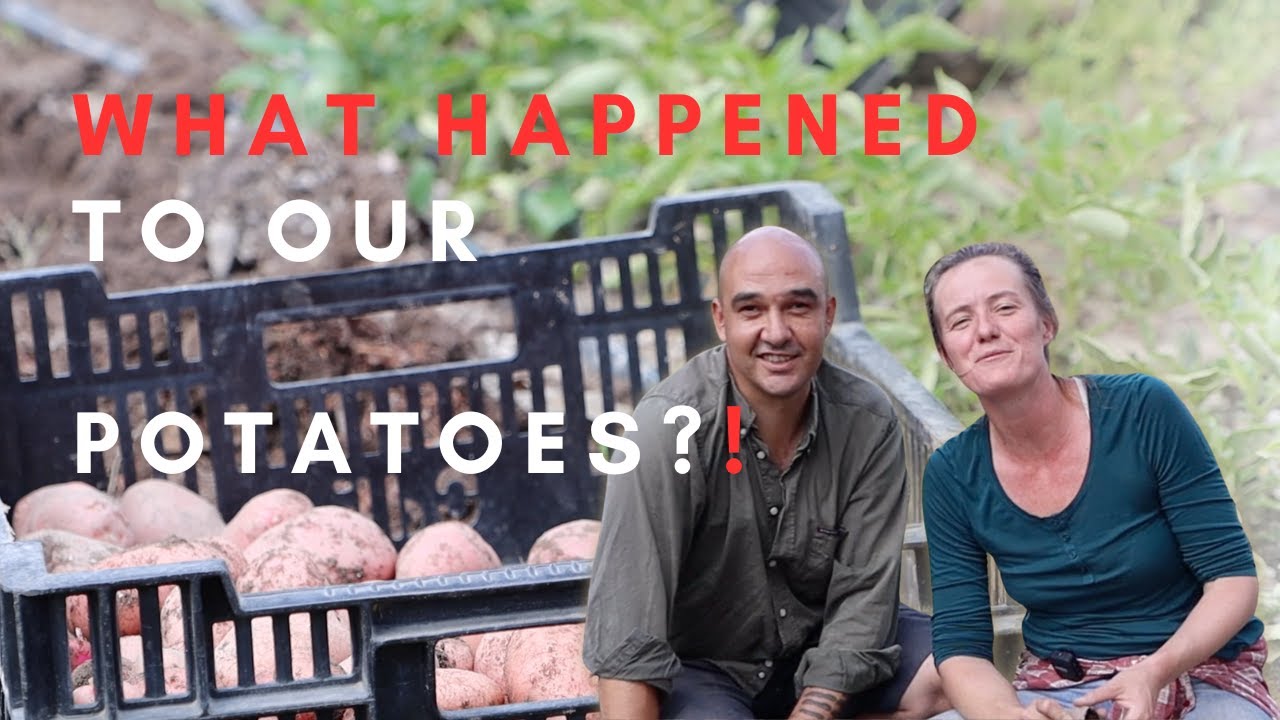 Our first ever Potato Harvest on the Farm | Ep 33 | The Farming Chefs