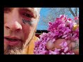 Foraging eastern red bud tree