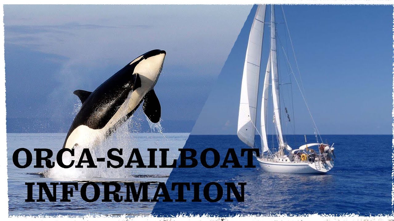 orca sailboat race