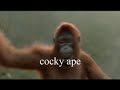 cocky ape