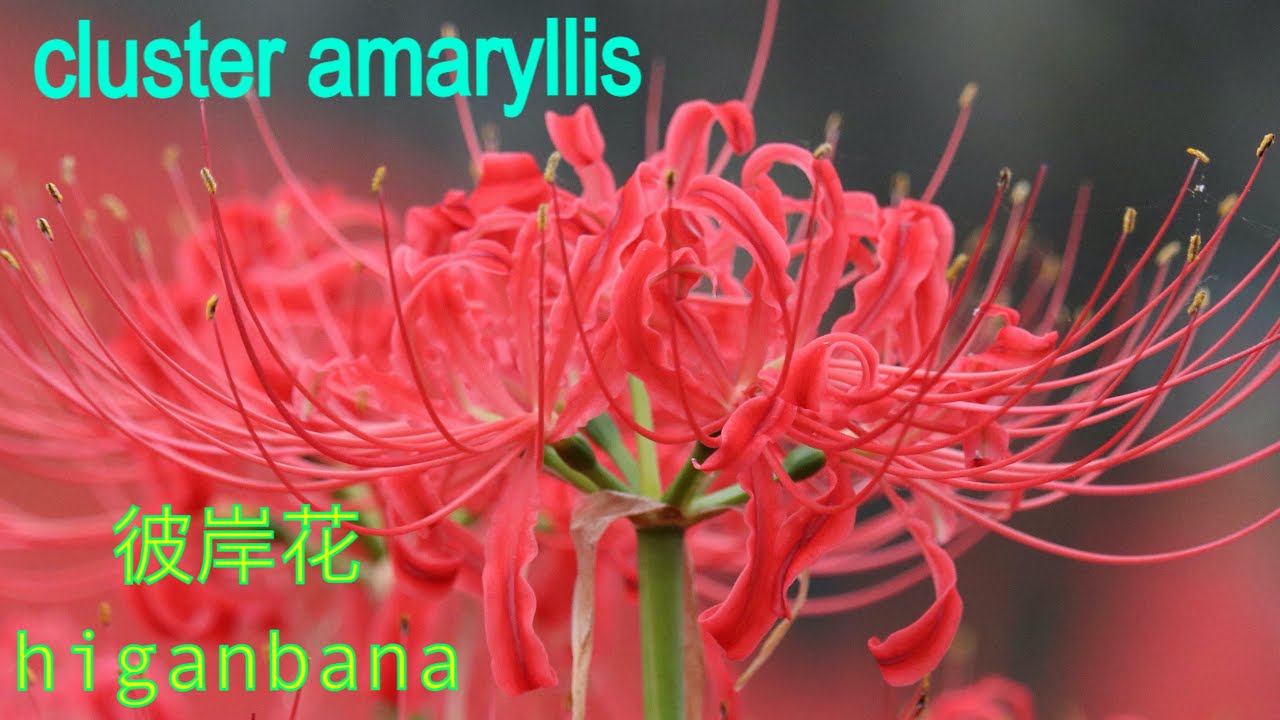 Bunga Cluster Amaryllis Red Spider Lily Flower In Saitama Prefecture Youtube