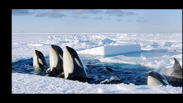 Frozen Worlds| Opening Sequence| Robert+ Original