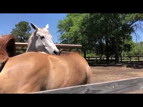 Managing Mixed Gender Herds