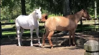 Managing Mixed Gender Herds