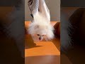 おやつ奪取ミッション完了😎 #pets #ミッション:インポッシブル #ポメラニアン