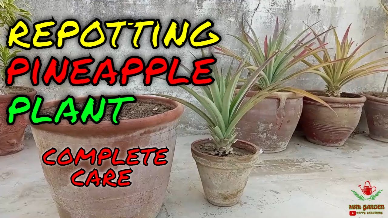 Repotting Pineapple Plant With Complete Care Grow Pineapple HSM GARDEN YouTube