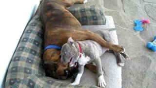 Spencer The Pit Bull Plays With Bruno The Boxer