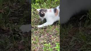 Кошка поймала мышь на даче