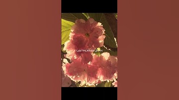 ماتيسر من سورة النجم | القارى المنشاوي|