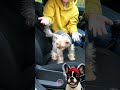 Lazy Pet Owner? These Hacks Will Save Your Life!