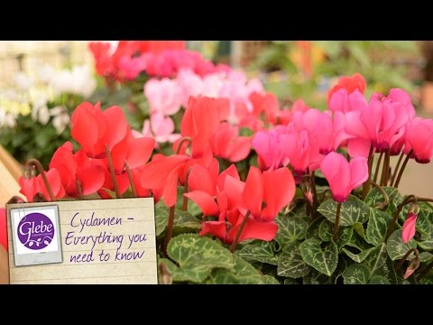 Cyclamen