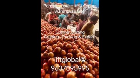 Pomegranate Export Warehouse Site - Cutting,Sorting,Grading ,Packing and Export