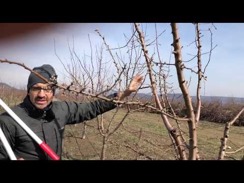 Videó: Ritkítás a metszés során – Hogyan ritkítsuk a faágakat