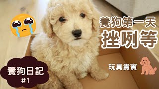 我養狗了!第一次養玩具貴賓 新手媽咪崩潰!幼犬抱回家第一天完全不理我 發抖到不行兩個月大的幼犬晚上瘋狂吼叫不睡覺養狗日記 #養狗 #ashley #wafflediary #poodle