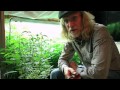 The Male Plant: A Closeup Look with Jorge Cervantes