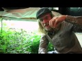 The Male Plant: A Closeup Look with Jorge Cervantes
