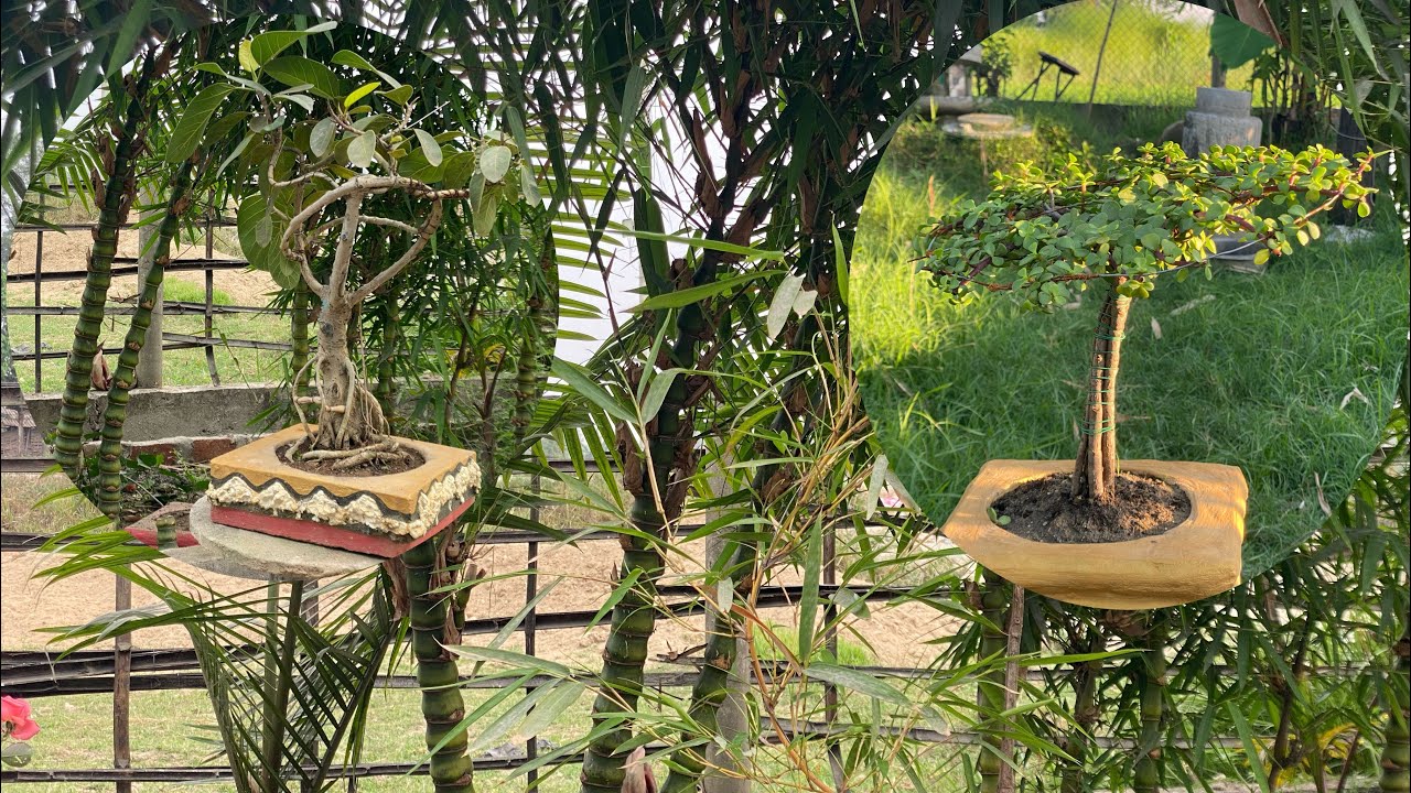 Bonsai Plants 🌱 and Art 