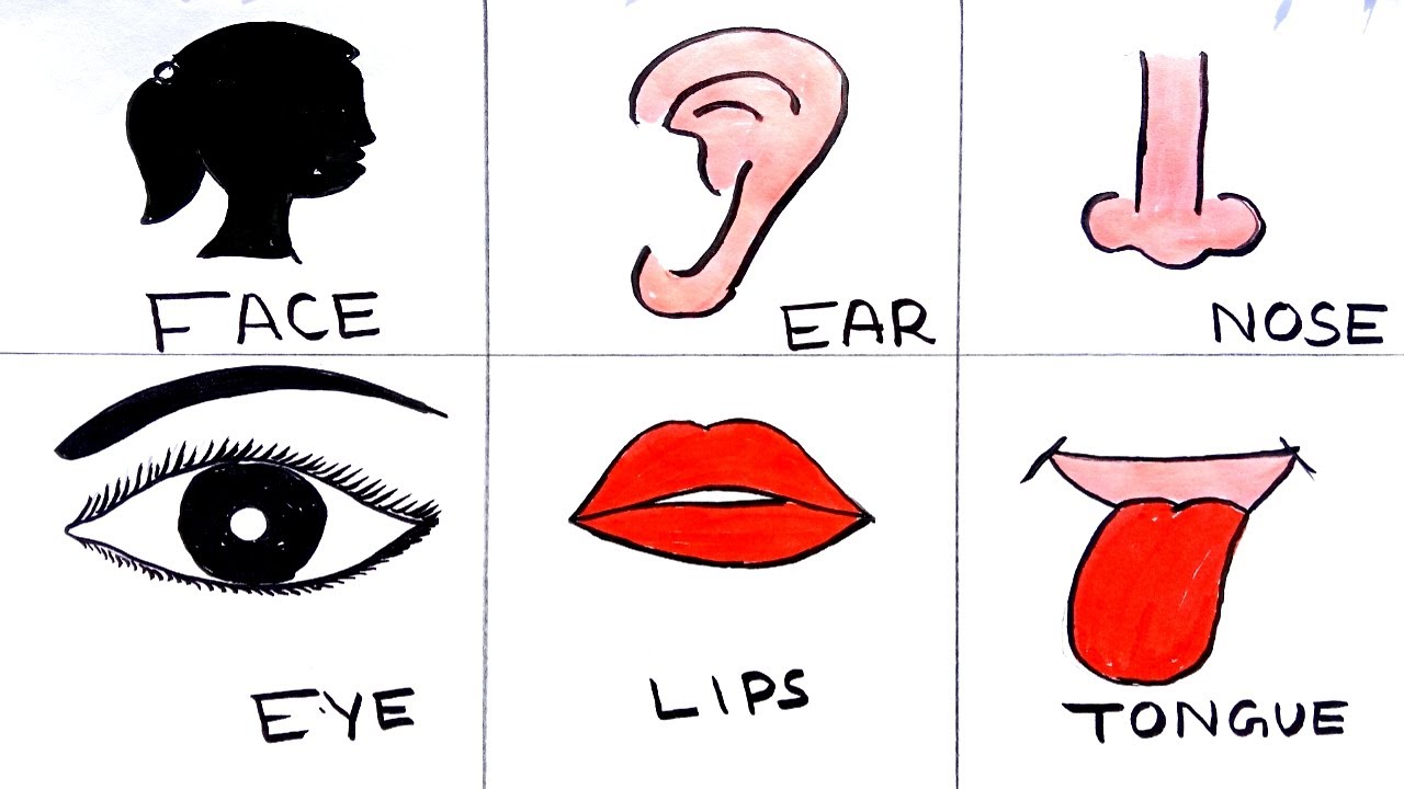 Human body parts easy drawing kidsdrawing kidsvideo kids YouTube