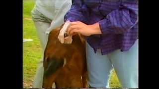 Faecal  (Fecal) Sampling of Goats
