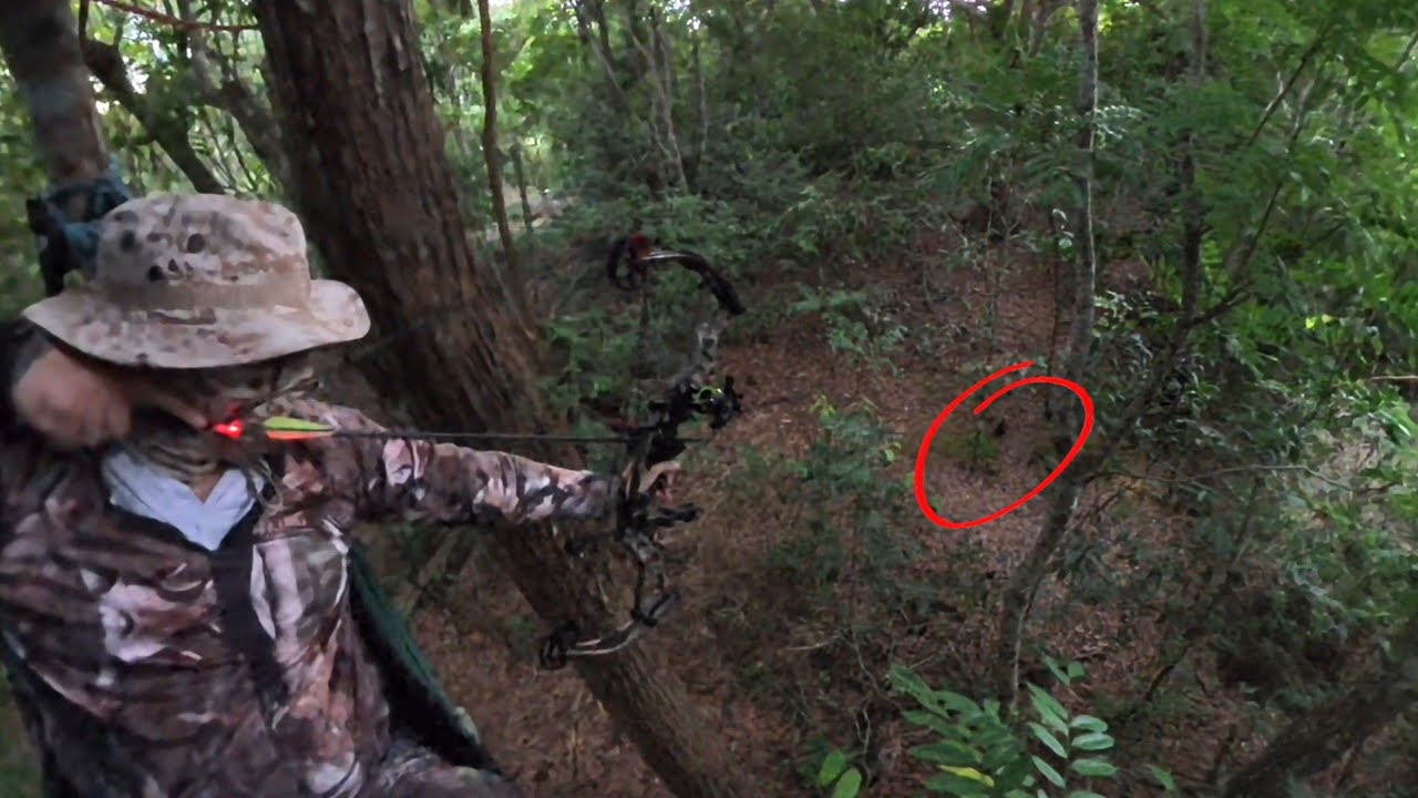 Eu Cacei Na Ceva De milho 🌽  com Arco Composto! Caçada De espera