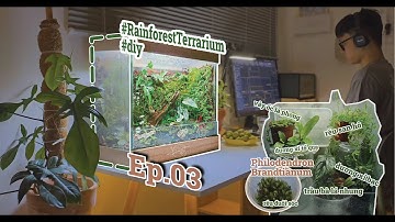 #01 TAY NGANG LÀM BỂ TERRARIUM - RỪNG MƯA NHIỆT ĐỚI 🌧️ - EP03