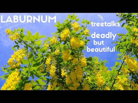 Video: Caring For Laburnum Trees - Lær at dyrke et Laburnum Goldenchain Tree