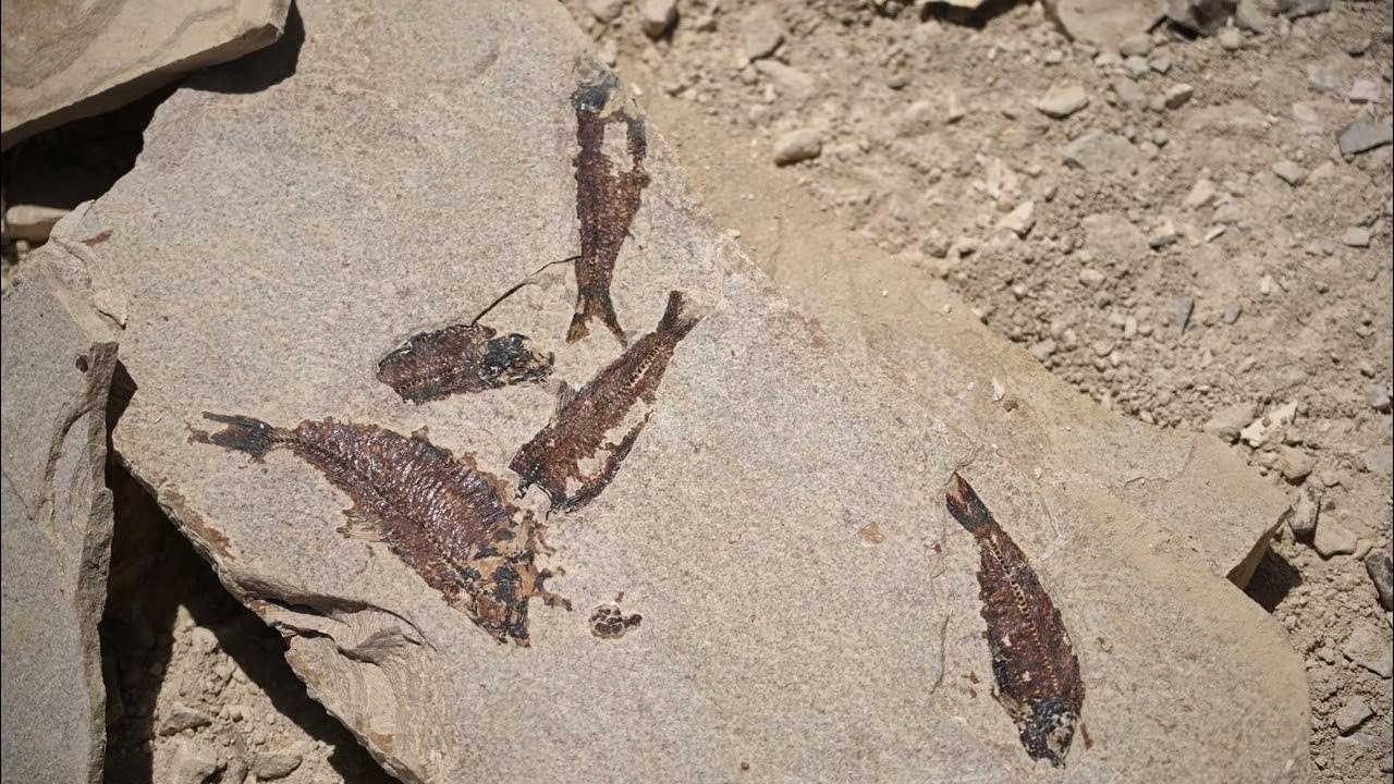Stock Video Fish fossils found at quarry in Kemmerer Wyoming YouTube