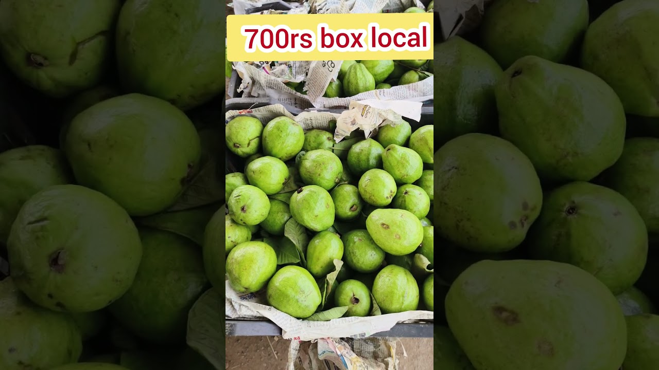 Guava rate today hyderabad fruit market 20-09-2024