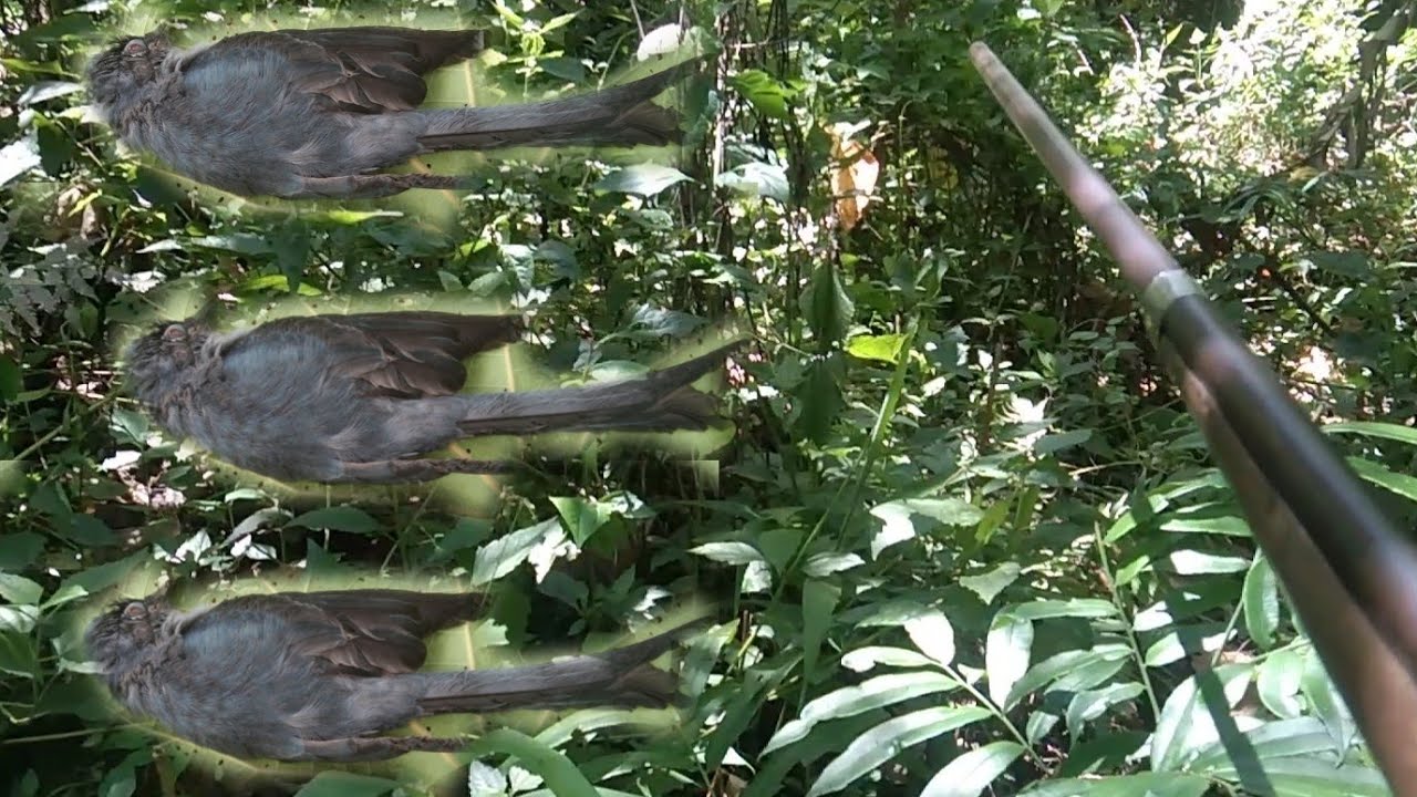 วิถีชีวิตของคนดอยใช้ปืนแก๊สล่ายิงนก ep103