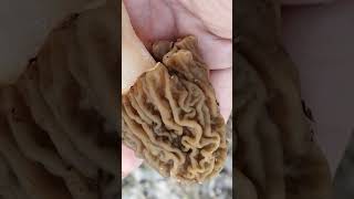 Жирная шапочка. Сезон сморчковой шапочки #лес #грибы2025  #сморчковаяшапочка #сморчки #грибнойсезон