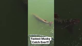 FASTEST SUMMER MUSKY CATCH EVER!!! #bigfish #fishing #fish #musky #shorts #iowa #wisconsin