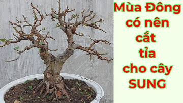 Mùa Đông có nên xả tàn,cắt tỉa cho cây SUNG không#Bonsai and life