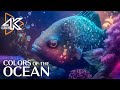 The Ocean 4K - Sea Animals for Relaxation, Beautiful Coral Reef Fish in Aquarium #3
