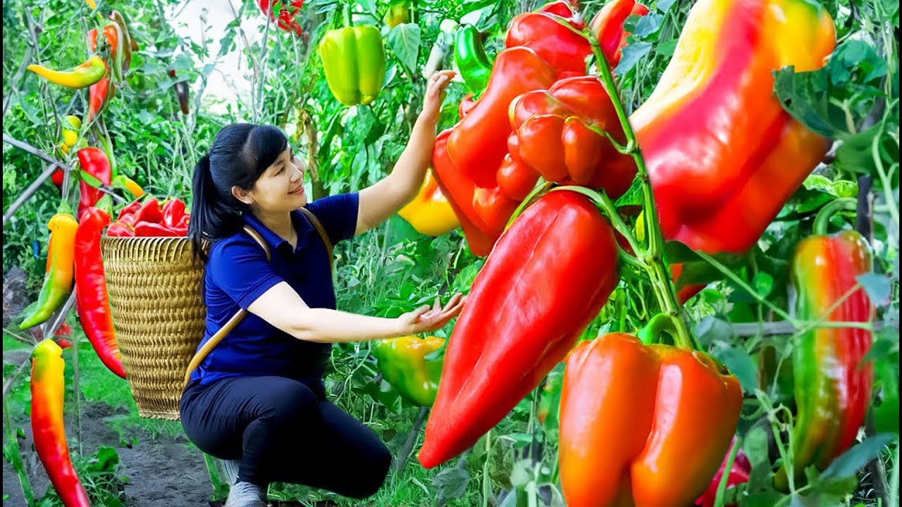 Harvest Bell Pepper, Goes To Market Sell - Harvesting and Cooking ...