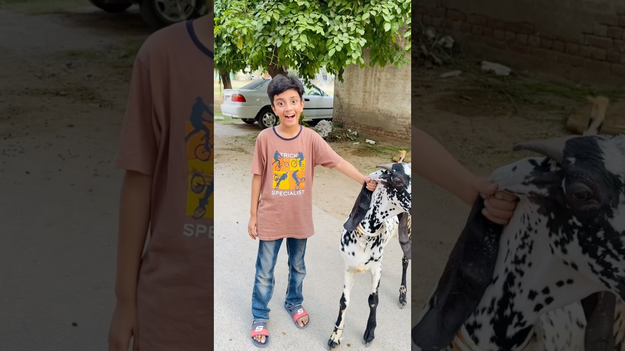 Sarim ka Bakra kon ly gya ? #ytshorts #youtubeshorts #shorts #shortvideo #viral