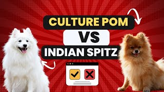 Culture Pom VS Indian Spitz In Hindi #culturepom