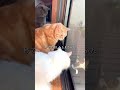 人を見ると即逃走。外猫と近づくための大作戦#外猫しまちゃん#外猫#野良猫#猫のいる暮らし#猫の物語#保護猫になるまで#catstory#shorts#ちゅーる