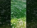 تتمرجح بقلبك تقلك انا بحبك فيروز