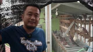 Kandang Merpati Agar Tidak Kotori Atap Rumah