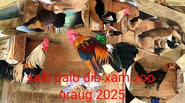 Look at the handsome and beautiful cock, ask us 2025 -2026