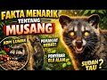 🔥 Musang Ternyata Hewan Luar Biasa! Ini Faktanya