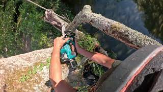 Ash tree by pond
